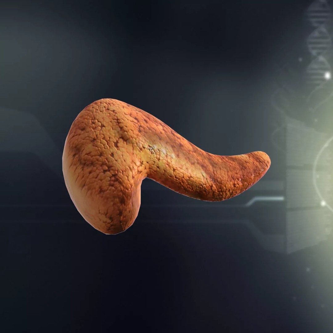 Human Internal Organs 3D Model – High-Quality Anatomy Asset, FBX - View 12