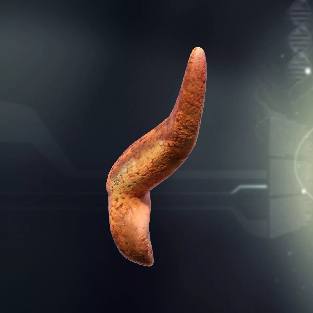 Human Internal Organs 3D Model – High-Quality Anatomy Asset, FBX - View 13