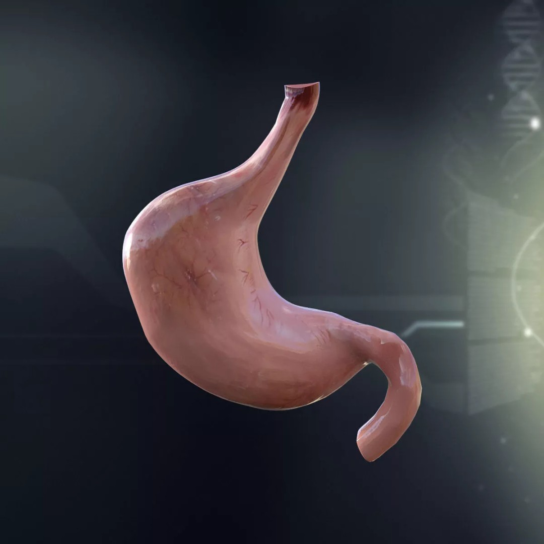 Human Internal Organs 3D Model – High-Quality Anatomy Asset, FBX - View 14