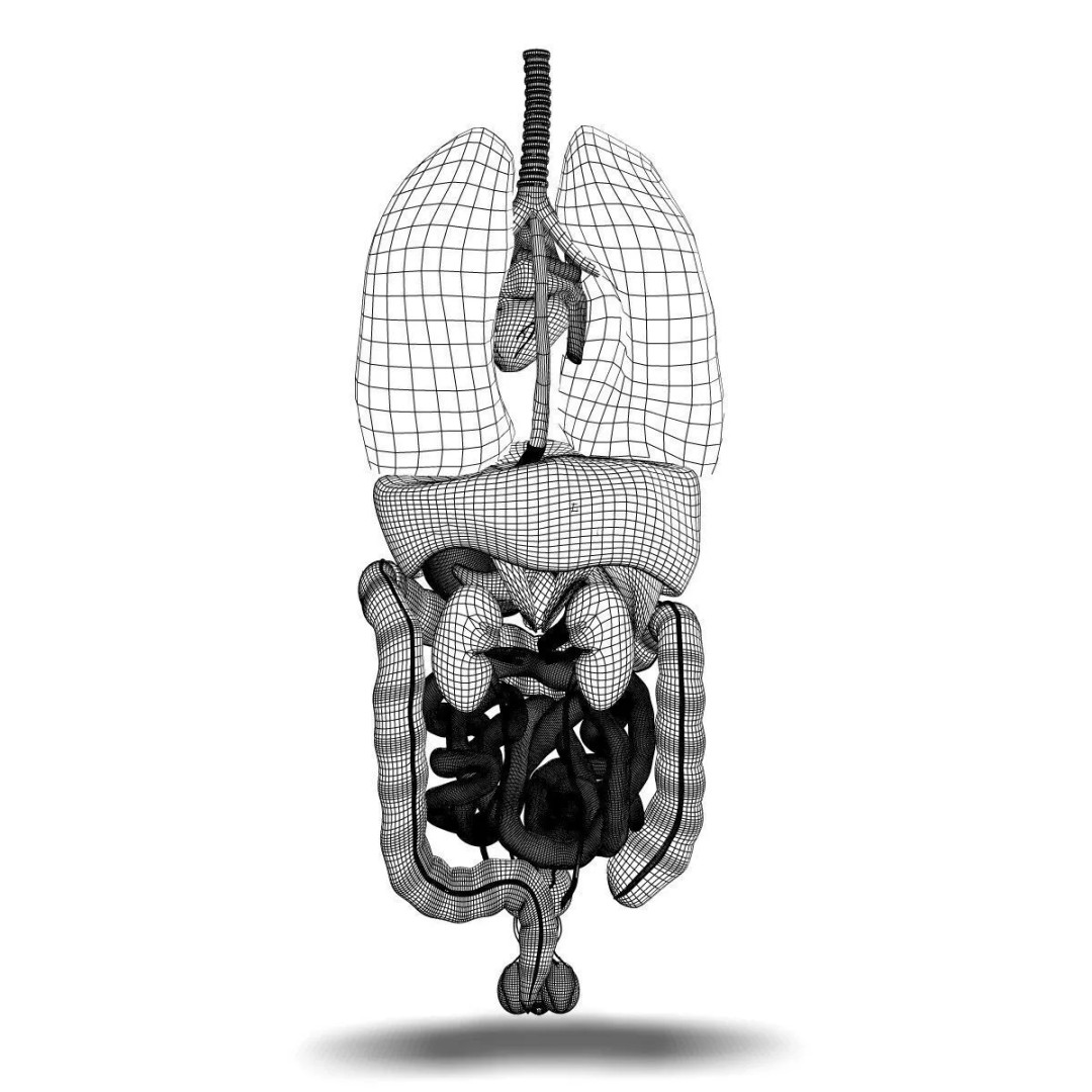 Human Internal Organs 3D Model – High-Quality Anatomy Asset, FBX - View 16