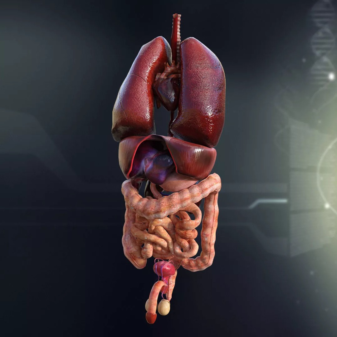 Human Internal Organs 3D Model – High-Quality Anatomy Asset, FBX - View 2