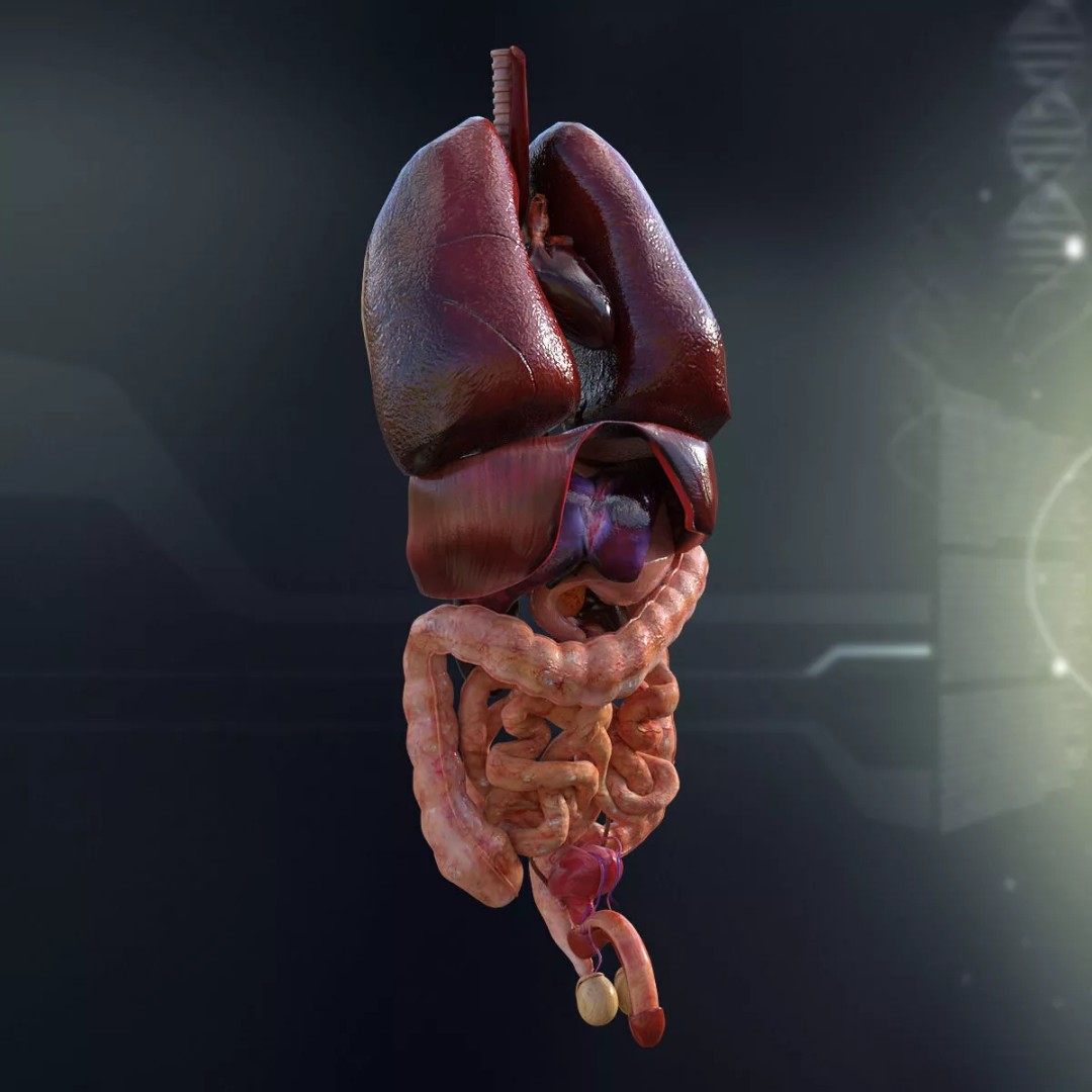 Human Internal Organs 3D Model – High-Quality Anatomy Asset, FBX - View 3