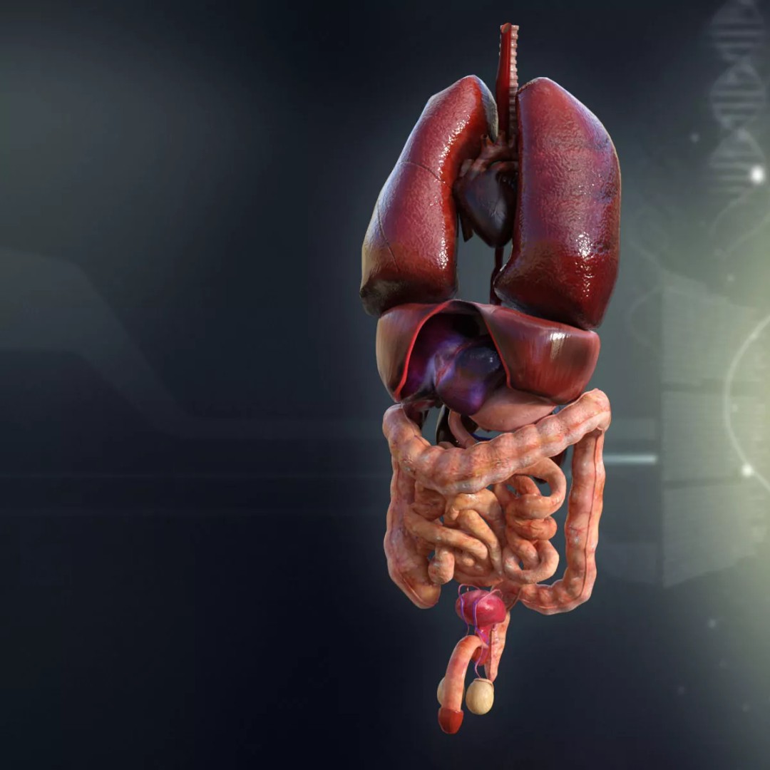 Human Internal Organs 3D Model – High-Quality Anatomy Asset, FBX - View 4