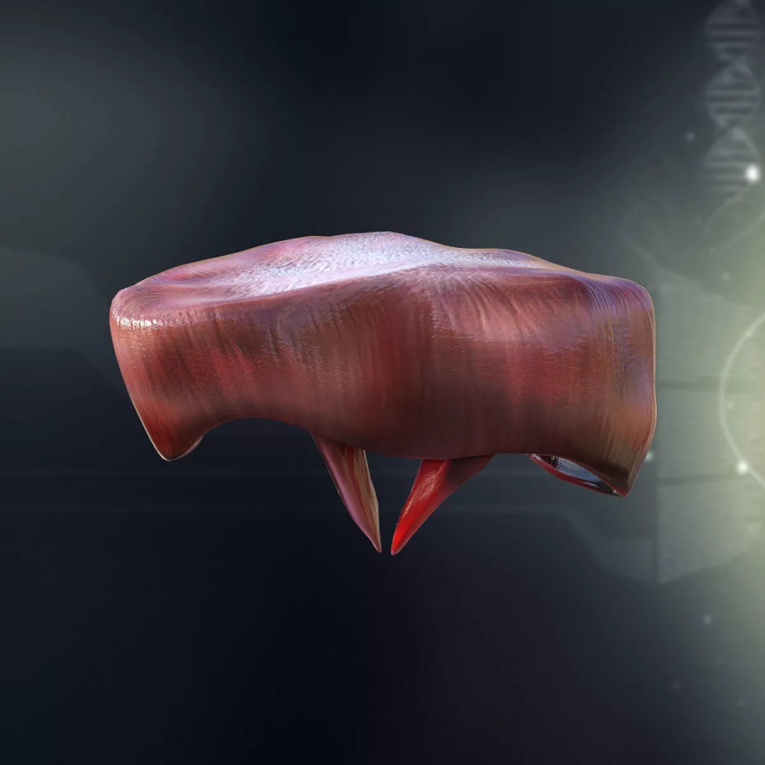Human Internal Organs 3D Model – High-Quality Anatomy Asset, FBX - View 5