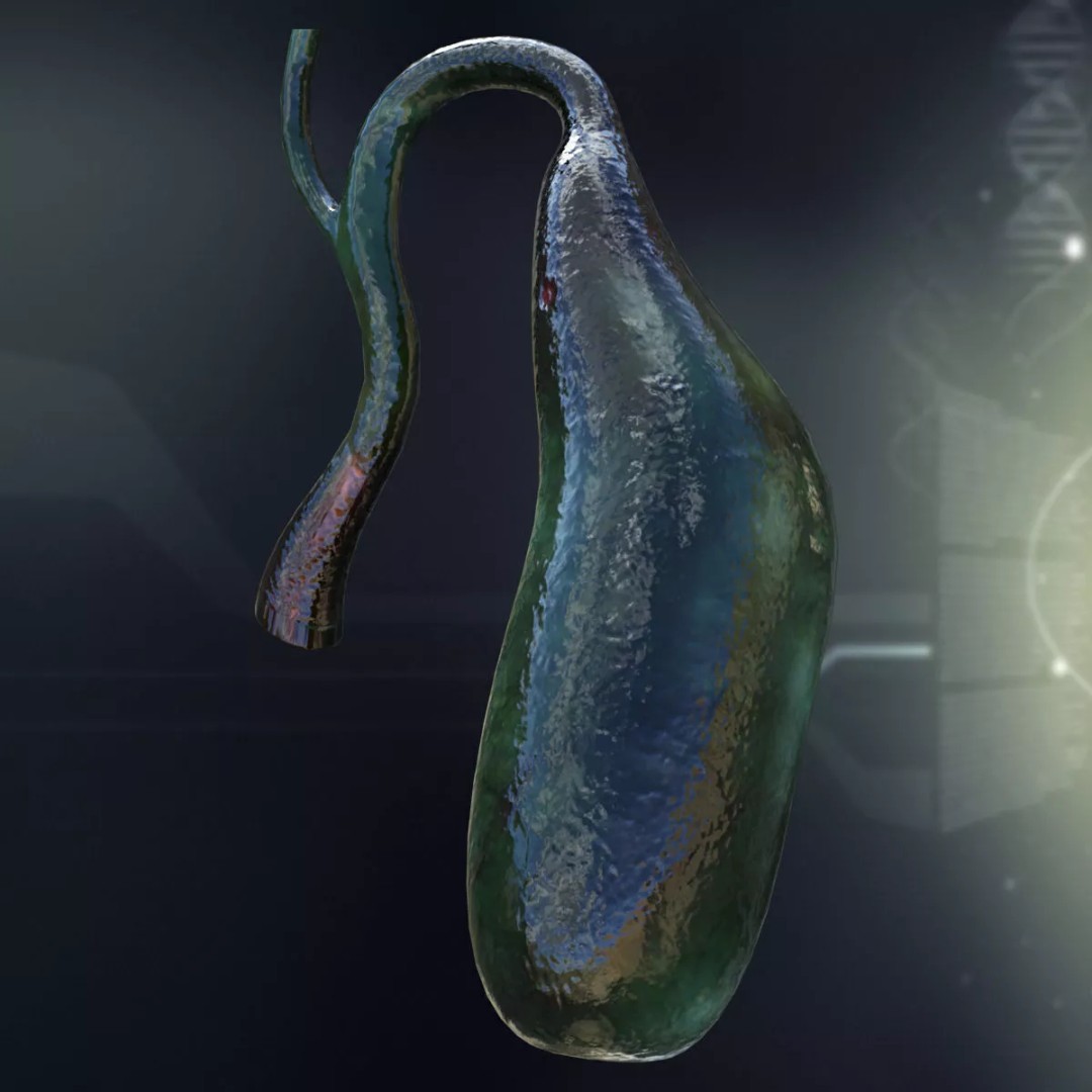 Human Internal Organs 3D Model – High-Quality Anatomy Asset, FBX - View 6