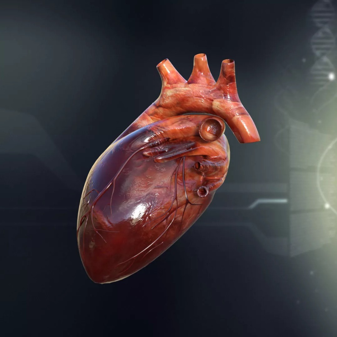 Human Internal Organs 3D Model – High-Quality Anatomy Asset, FBX - View 7