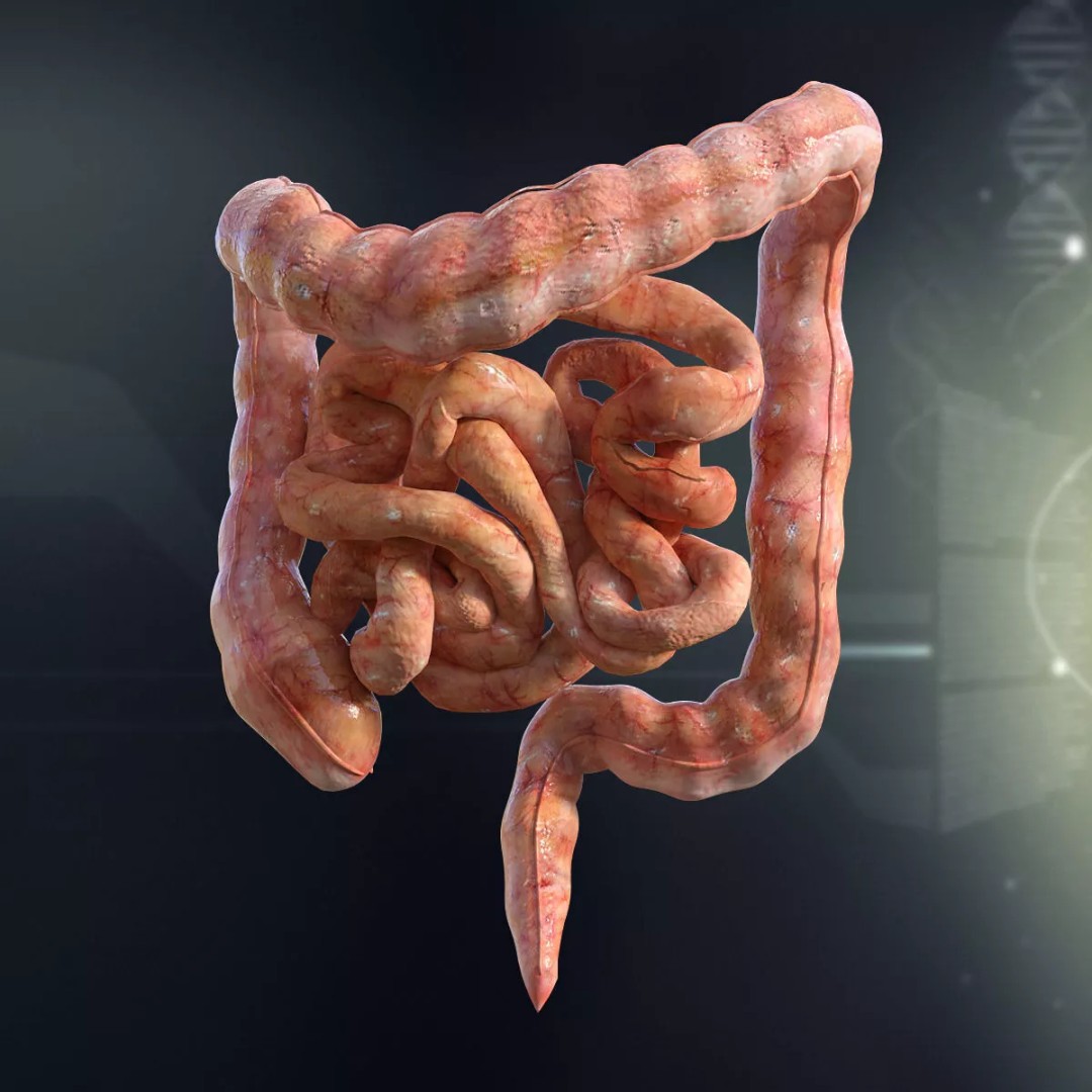 Human Internal Organs 3D Model – High-Quality Anatomy Asset, FBX - View 8