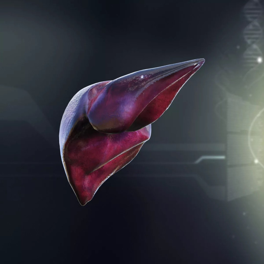 Human Internal Organs 3D Model – High-Quality Anatomy Asset, FBX - View 9