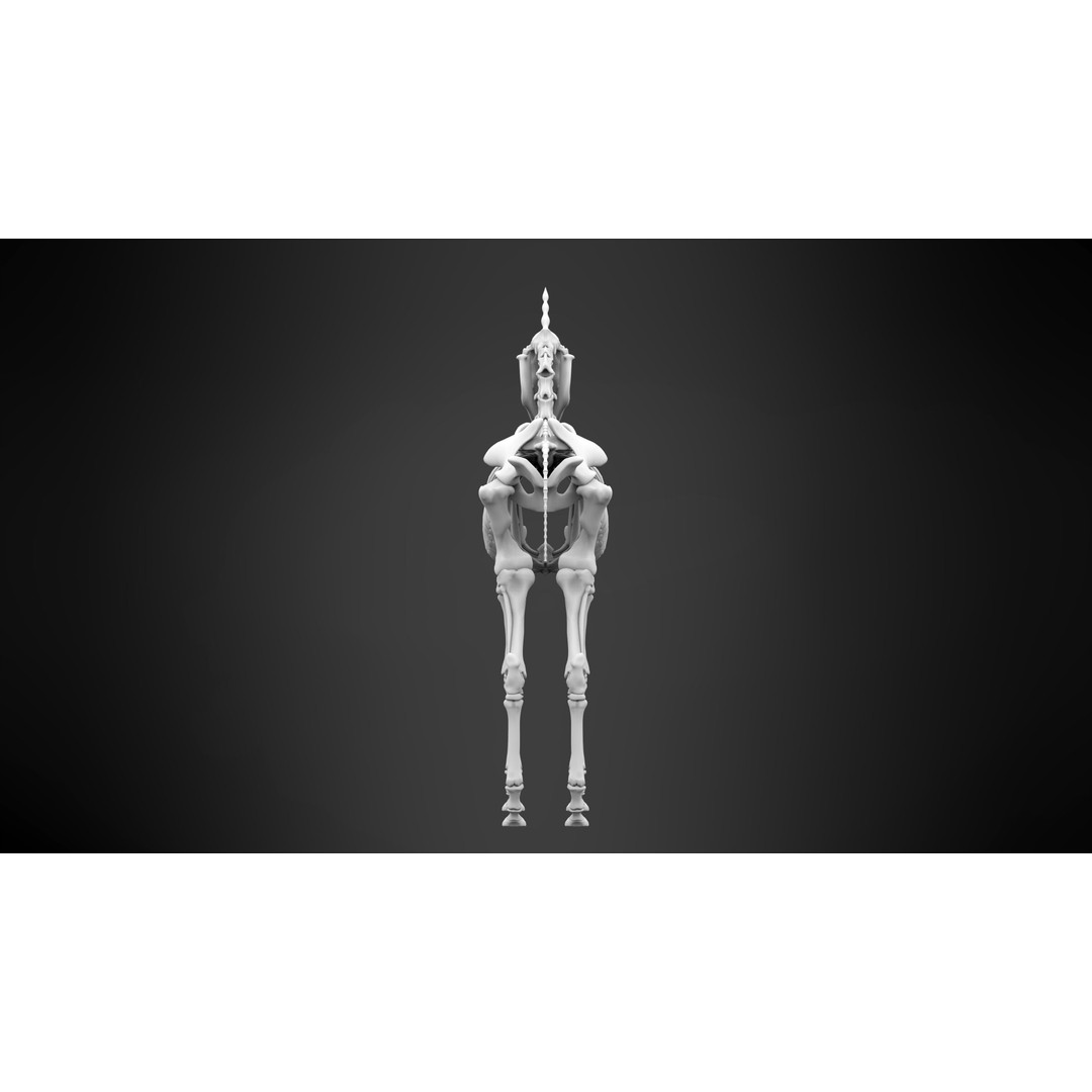 Unicorn Skeleton 3D Model – High Poly Anatomy Asset, FBX & OBJ Formats - View 10