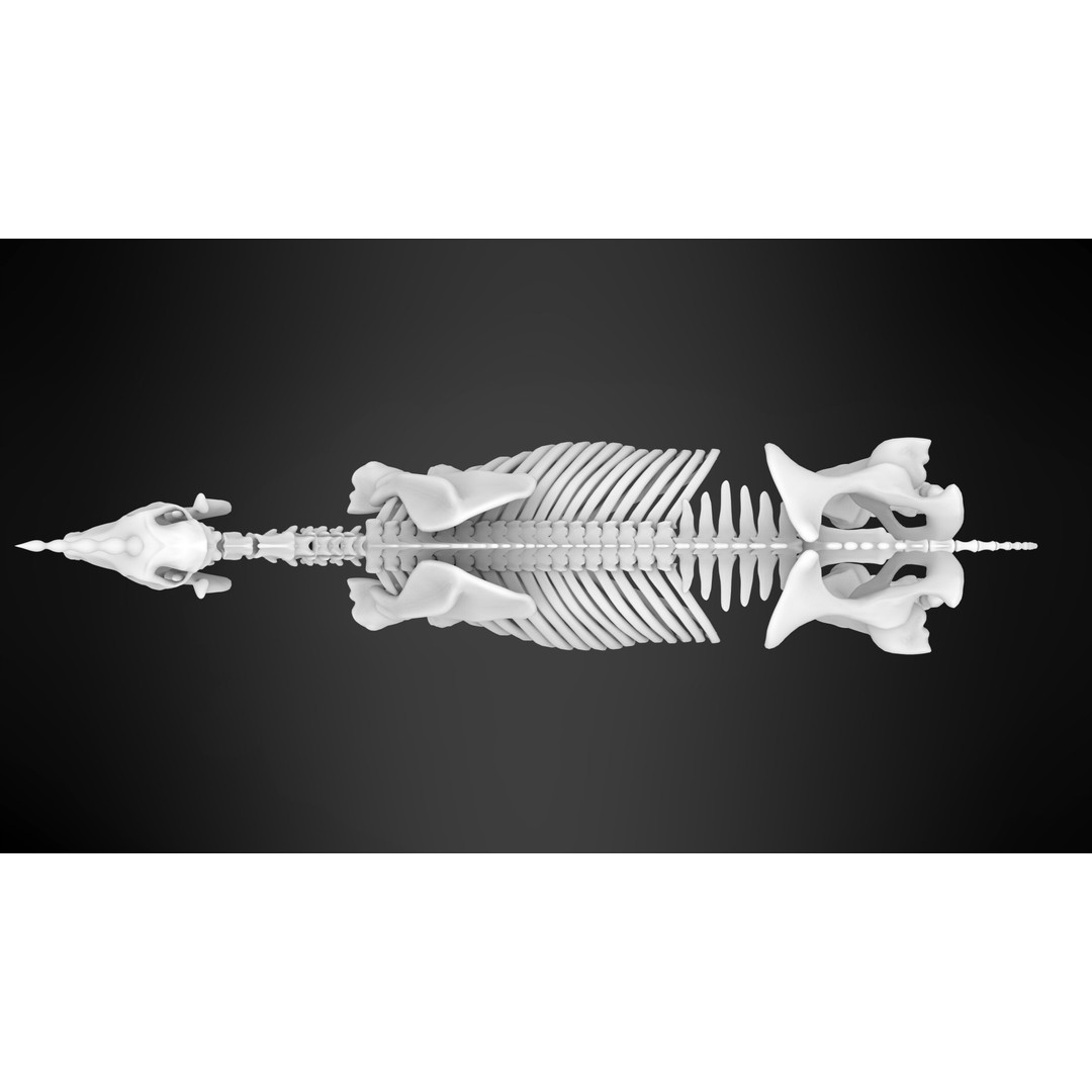 Unicorn Skeleton 3D Model – High Poly Anatomy Asset, FBX & OBJ Formats - View 11