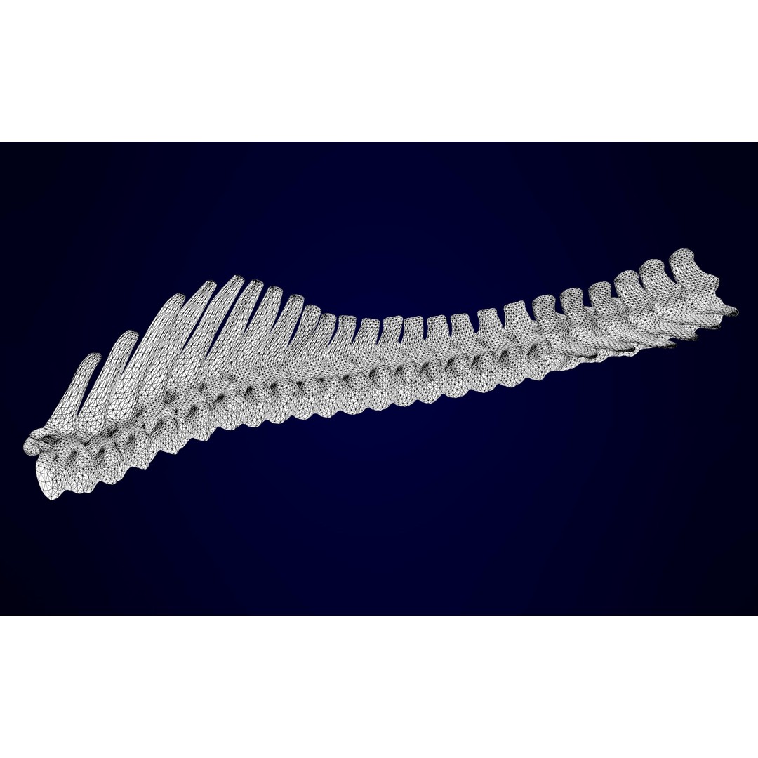 Unicorn Skeleton 3D Model – High Poly Anatomy Asset, FBX & OBJ Formats - View 14