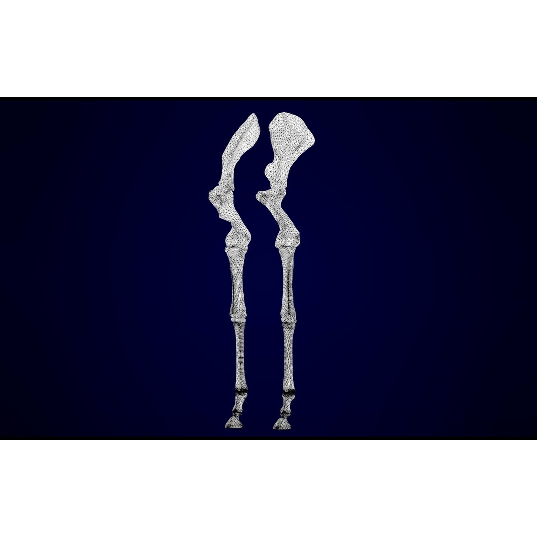 Unicorn Skeleton 3D Model – High Poly Anatomy Asset, FBX & OBJ Formats - View 18