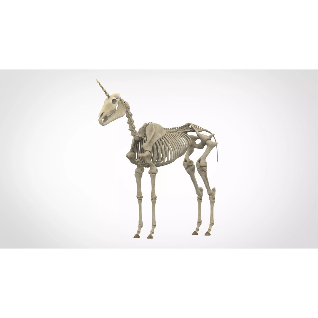 Unicorn Skeleton 3D Model – High Poly Anatomy Asset, FBX & OBJ Formats - View 2