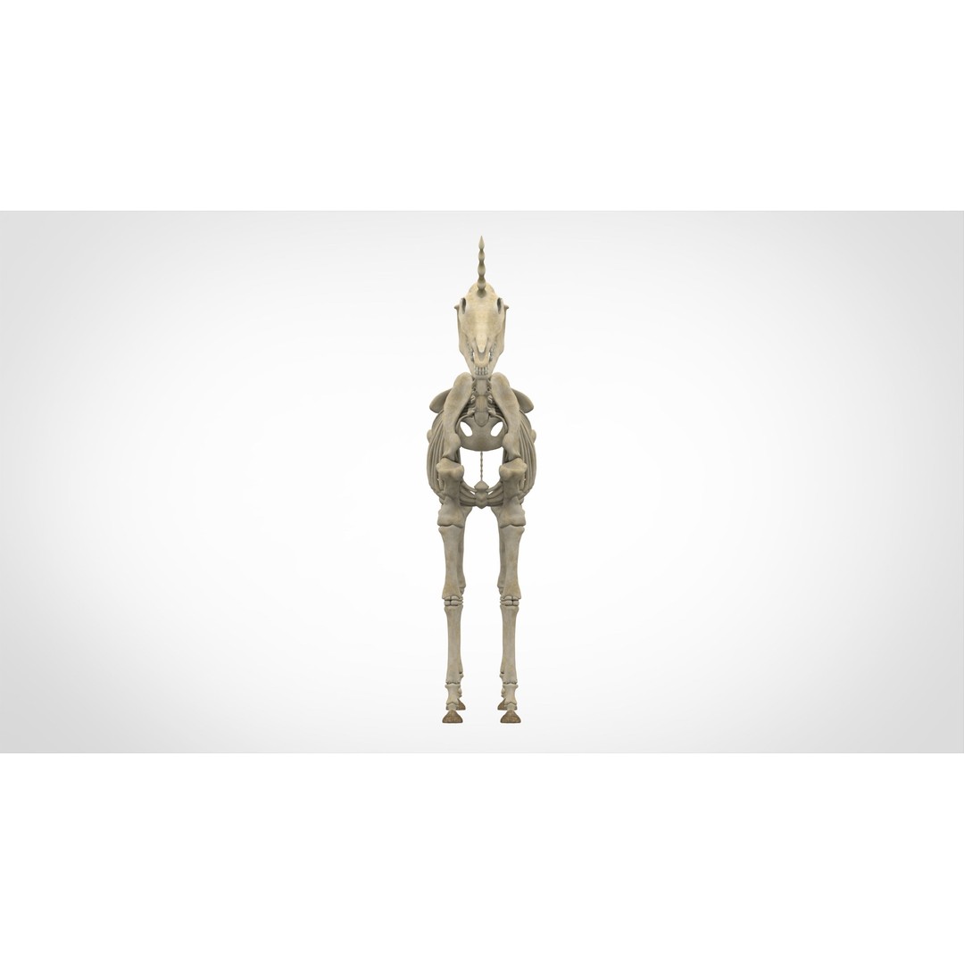 Unicorn Skeleton 3D Model – High Poly Anatomy Asset, FBX & OBJ Formats - View 3
