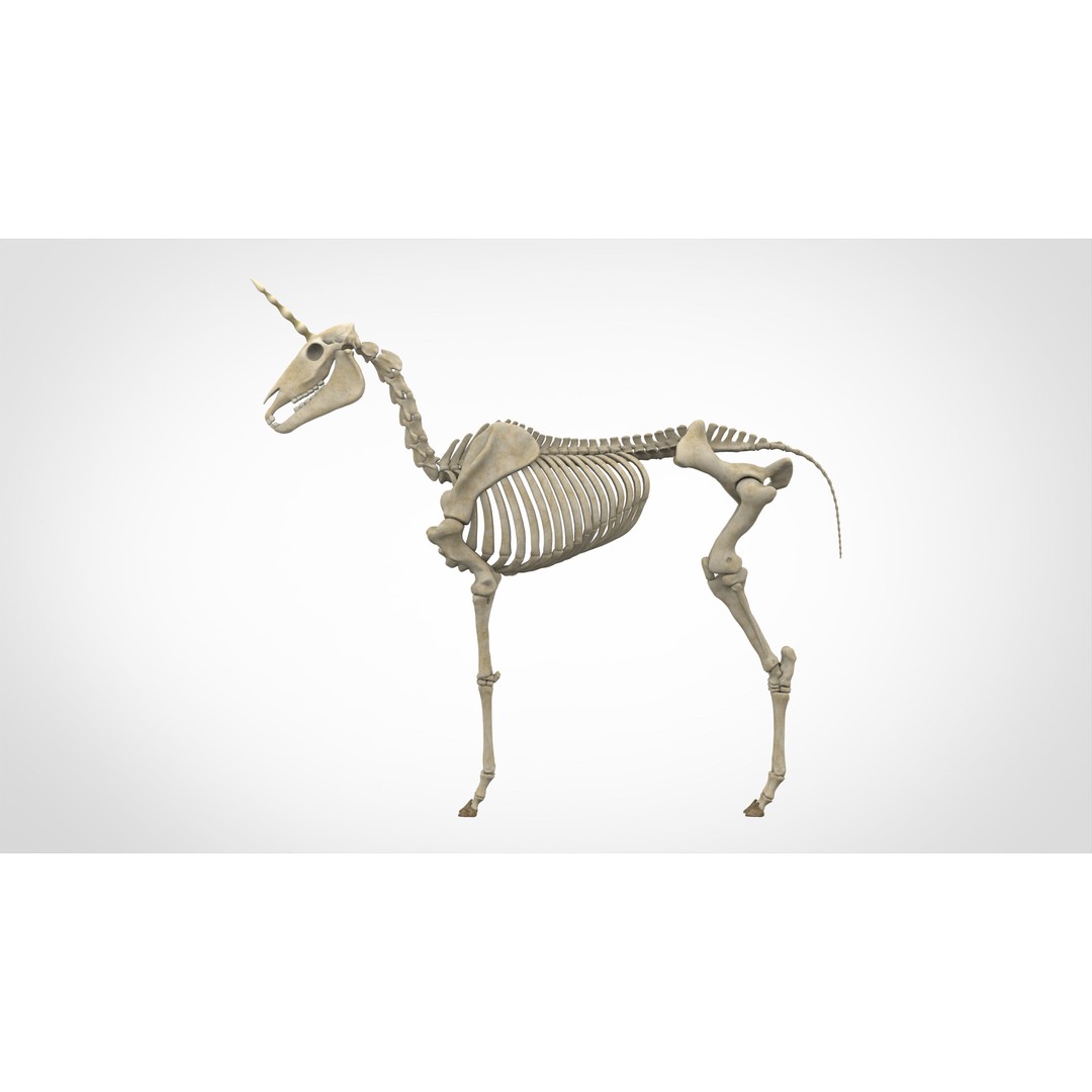 Unicorn Skeleton 3D Model – High Poly Anatomy Asset, FBX & OBJ Formats - View 4