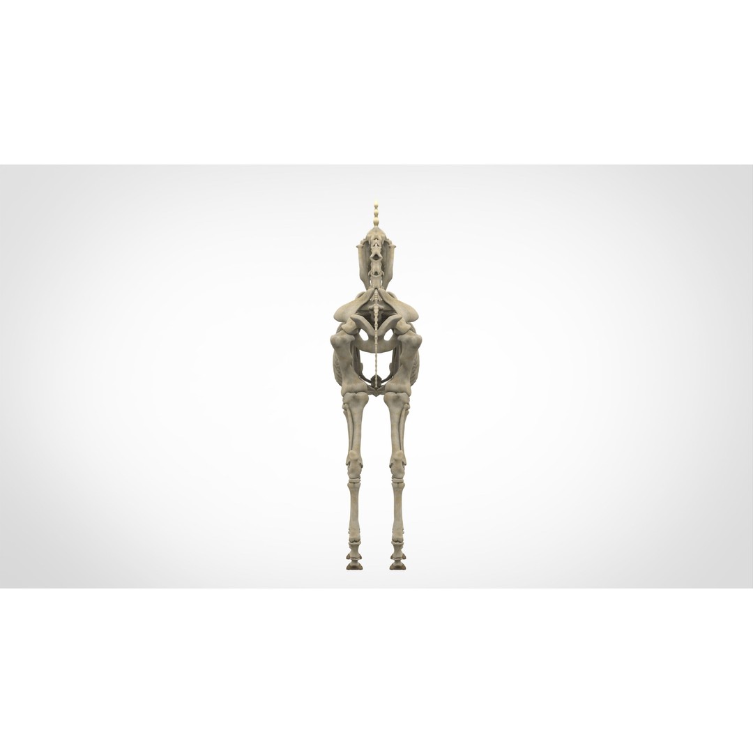 Unicorn Skeleton 3D Model – High Poly Anatomy Asset, FBX & OBJ Formats - View 5