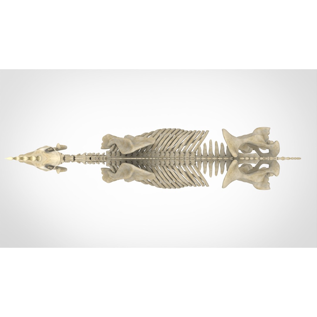 Unicorn Skeleton 3D Model – High Poly Anatomy Asset, FBX & OBJ Formats - View 6