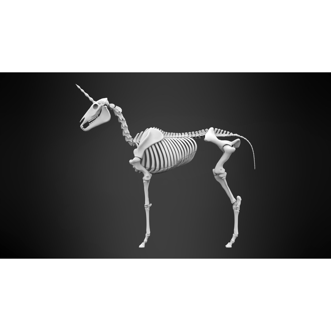 Unicorn Skeleton 3D Model – High Poly Anatomy Asset, FBX & OBJ Formats - View 9