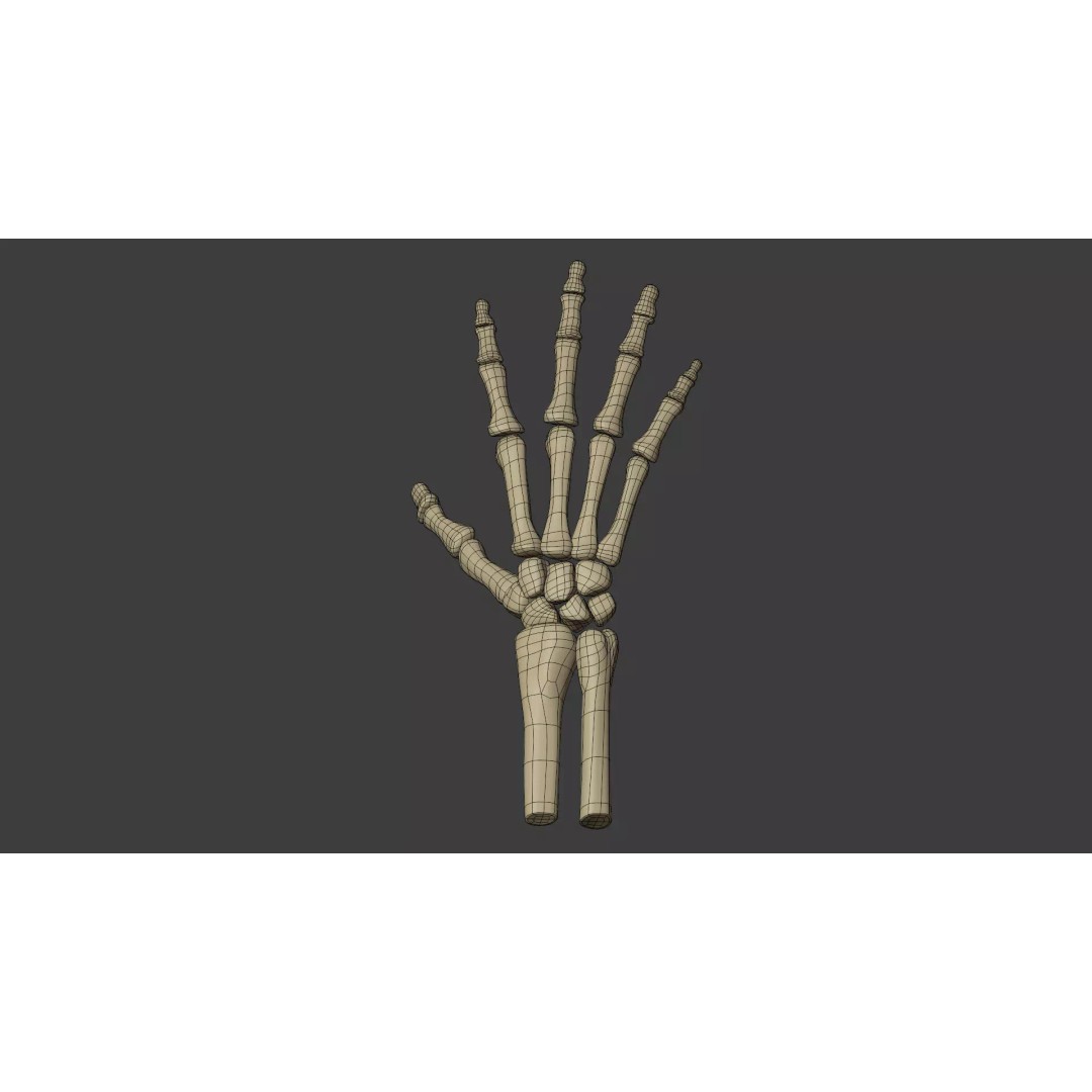 Human Skeleton 3D Model – Low Poly Anatomical Character, Blender