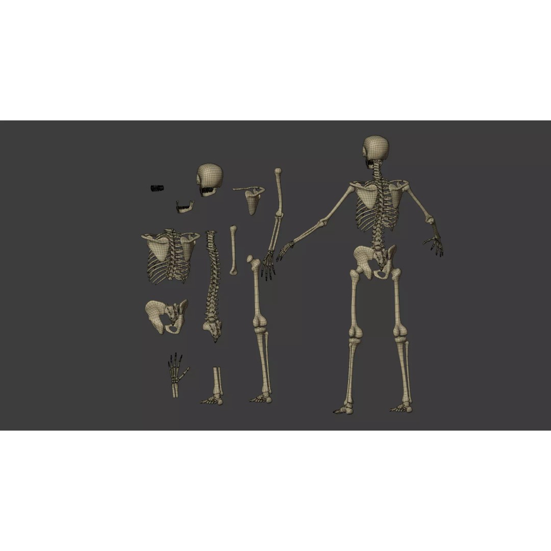 Human Skeleton 3D Model – Low Poly Anatomical Character, Blender - View 10