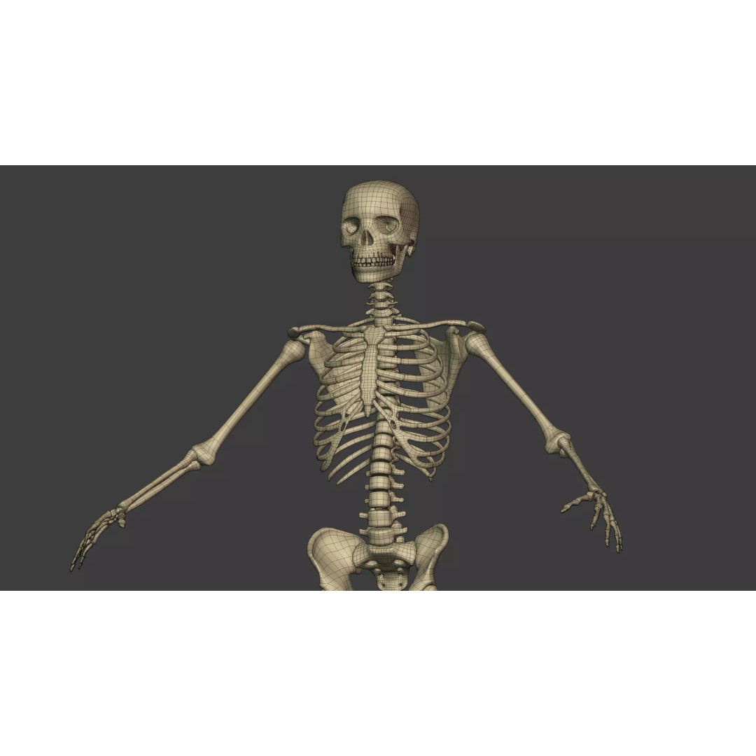 Human Skeleton 3D Model – Low Poly Anatomical Character, Blender - View 11
