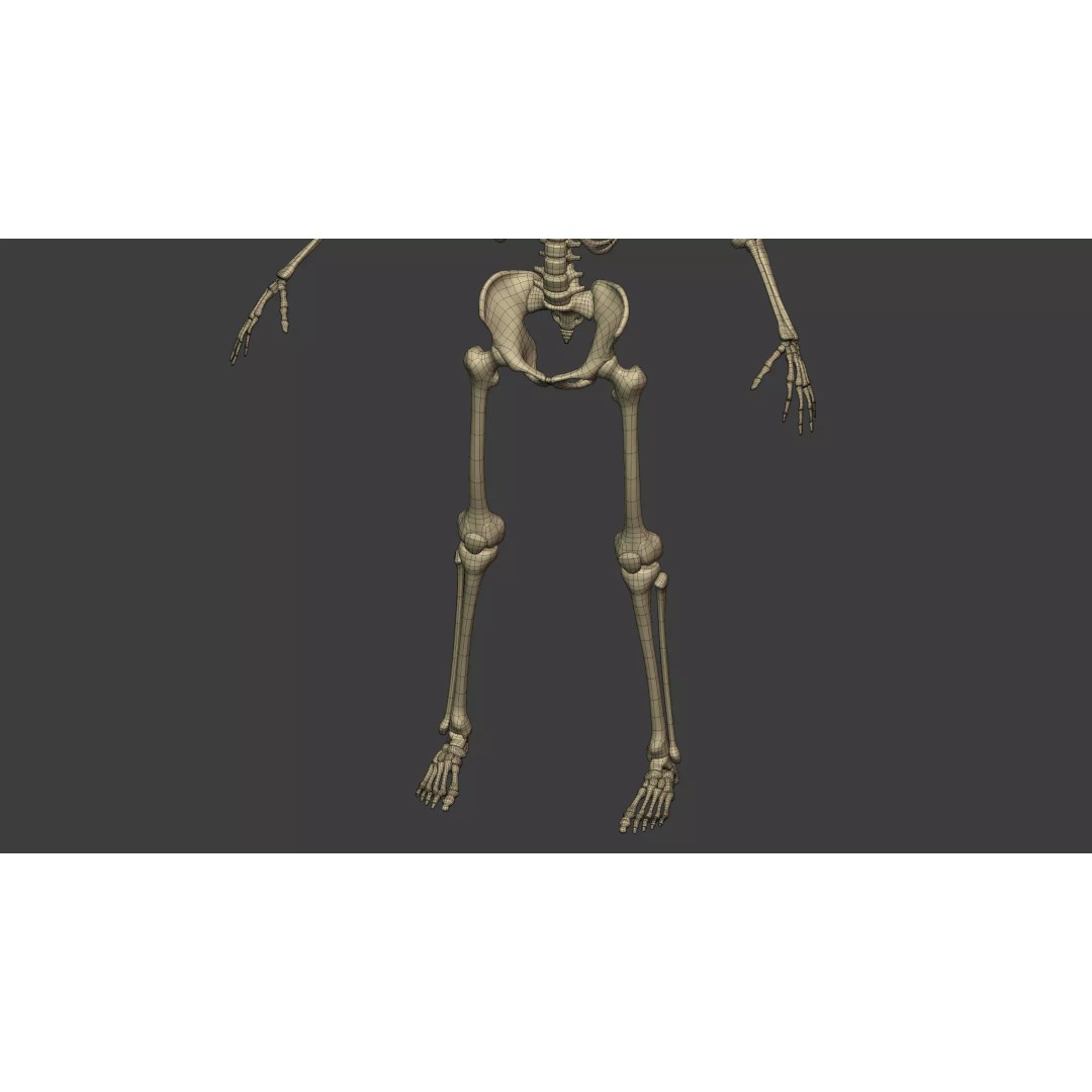 Human Skeleton 3D Model – Low Poly Anatomical Character, Blender - View 12