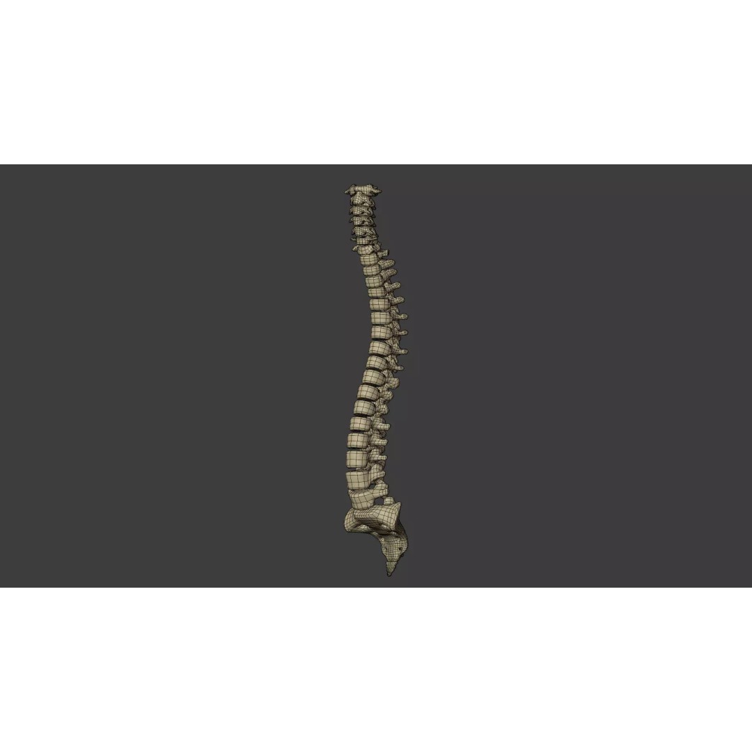 Human Skeleton 3D Model – Low Poly Anatomical Character, Blender - View 13