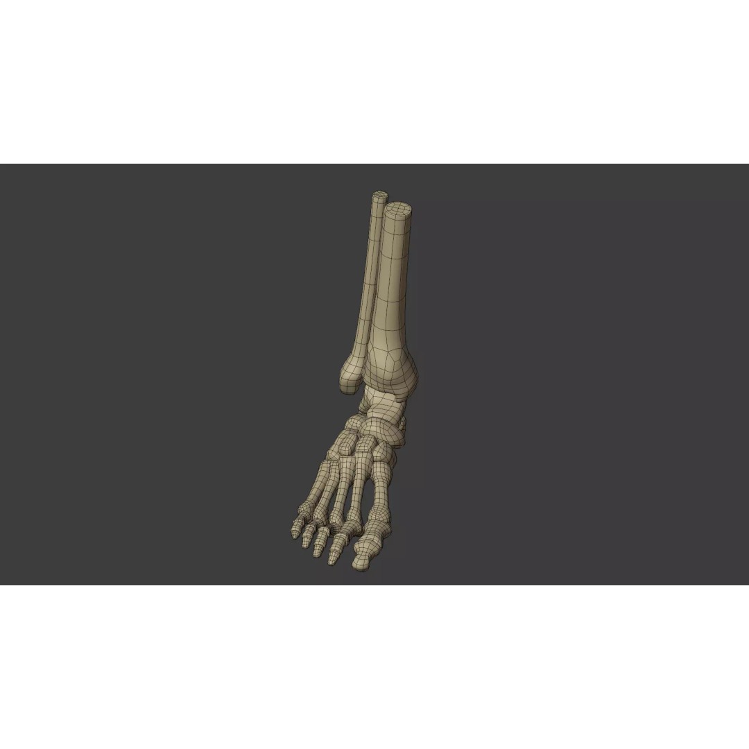 Human Skeleton 3D Model – Low Poly Anatomical Character, Blender - View 14