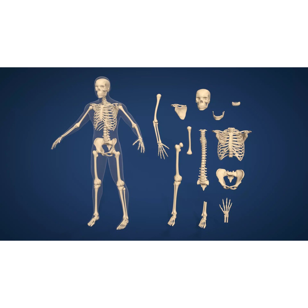 Human Skeleton 3D Model – Low Poly Anatomical Character, Blender - View 2