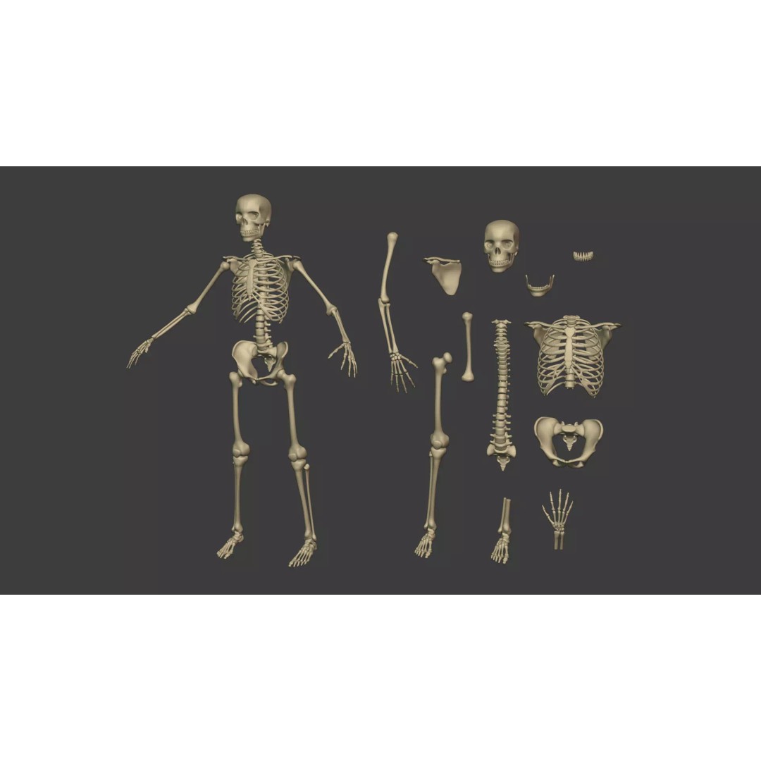 Human Skeleton 3D Model – Low Poly Anatomical Character, Blender - View 3