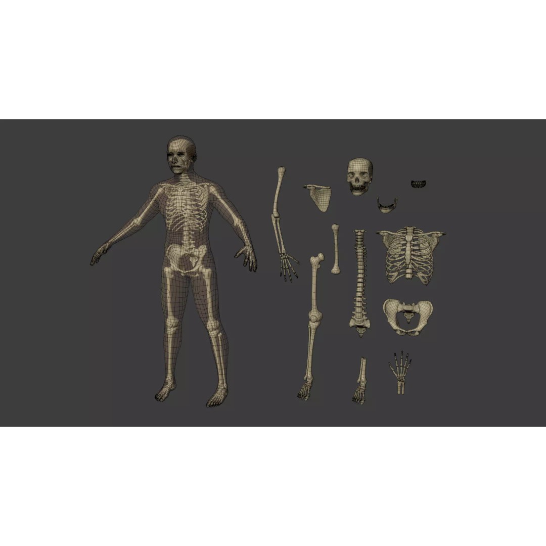 Human Skeleton 3D Model – Low Poly Anatomical Character, Blender - View 4