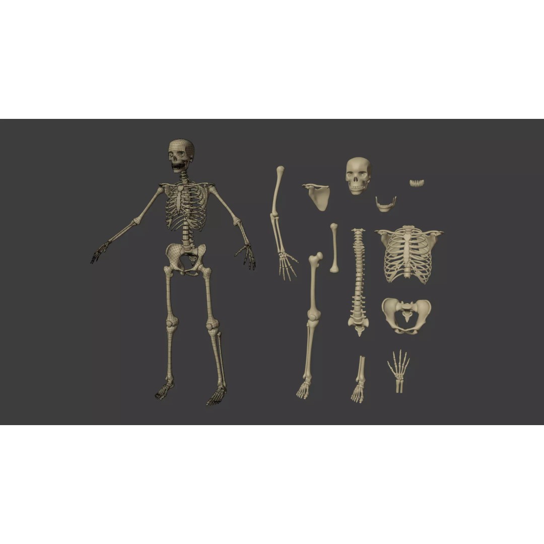Human Skeleton 3D Model – Low Poly Anatomical Character, Blender - View 5