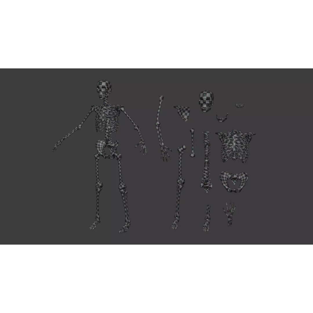 Human Skeleton 3D Model – Low Poly Anatomical Character, Blender - View 6
