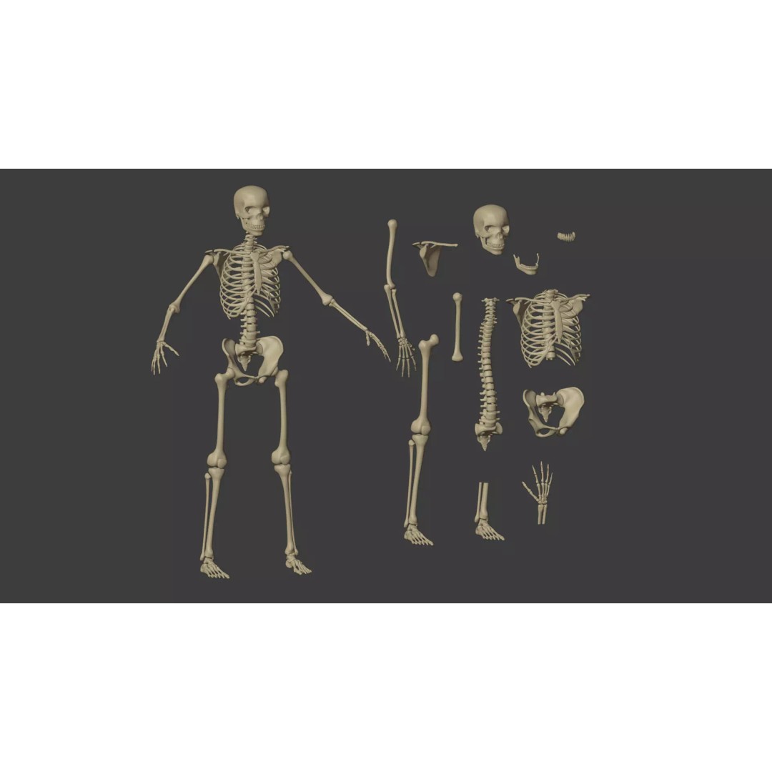 Human Skeleton 3D Model – Low Poly Anatomical Character, Blender - View 7