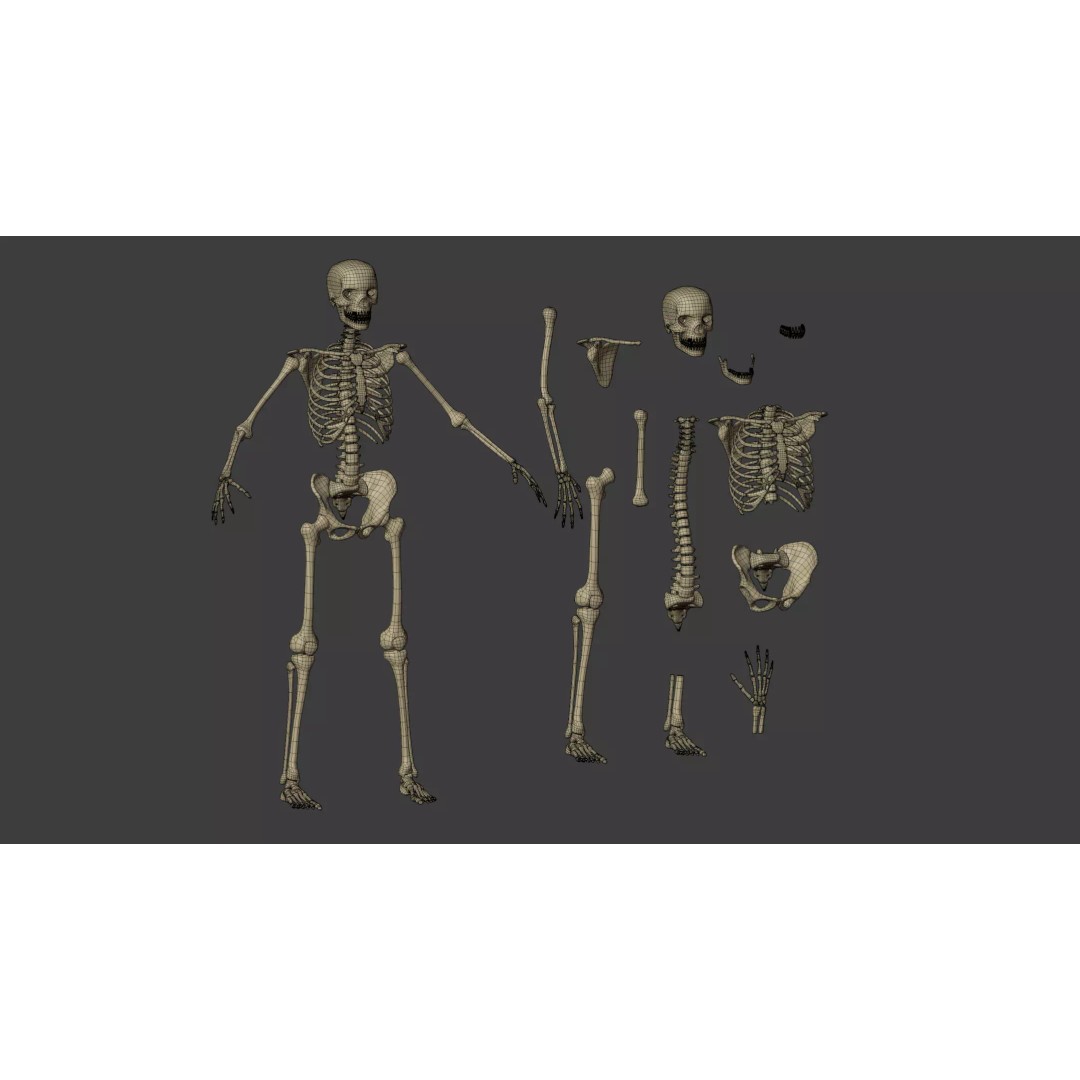 Human Skeleton 3D Model – Low Poly Anatomical Character, Blender - View 8