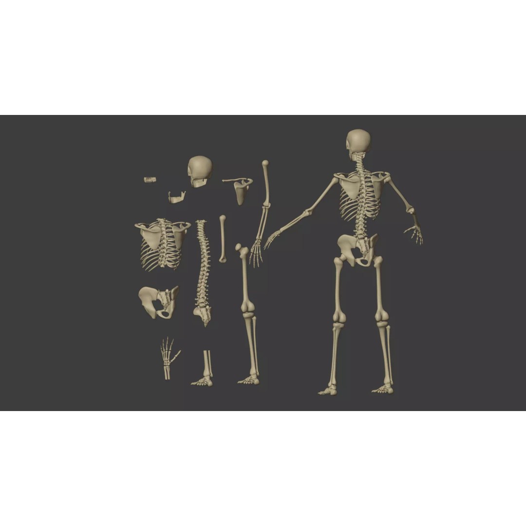 Human Skeleton 3D Model – Low Poly Anatomical Character, Blender - View 9