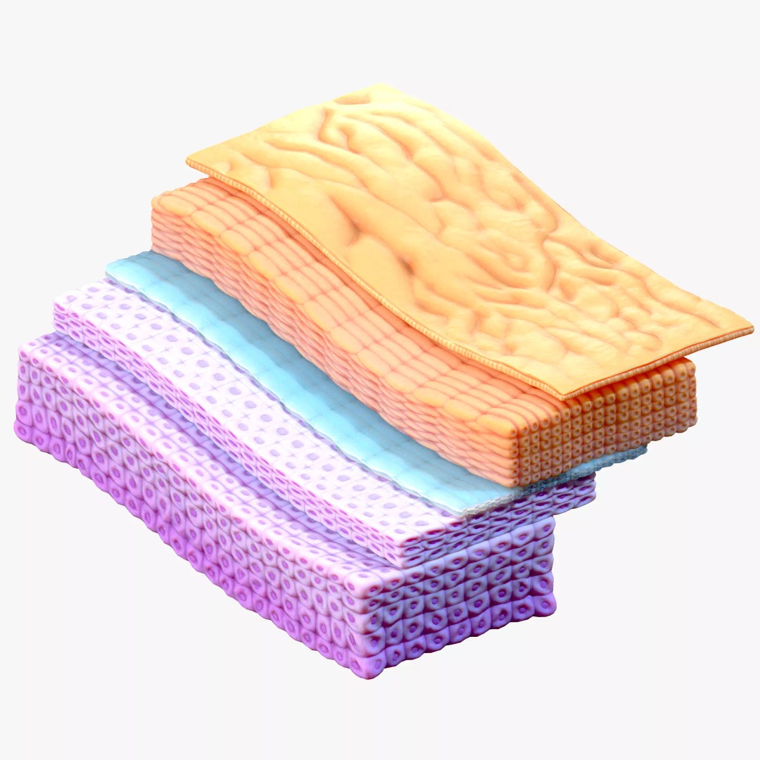 Epidermis Cross Section 3D Model – High Poly Scientific Asset, FBX, OBJ - View 2