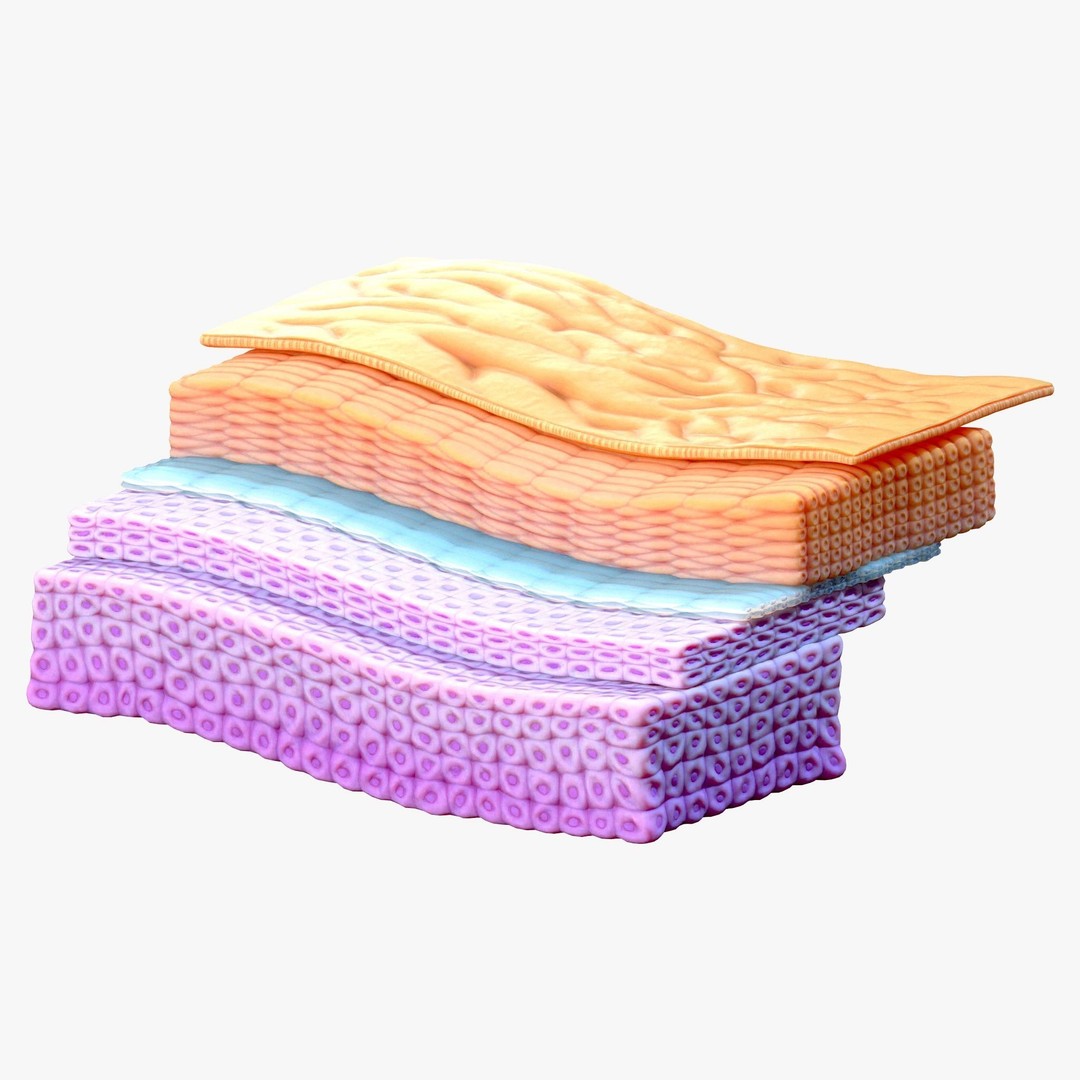 Epidermis Cross Section 3D Model – High Poly Scientific Asset, FBX, OBJ - View 3