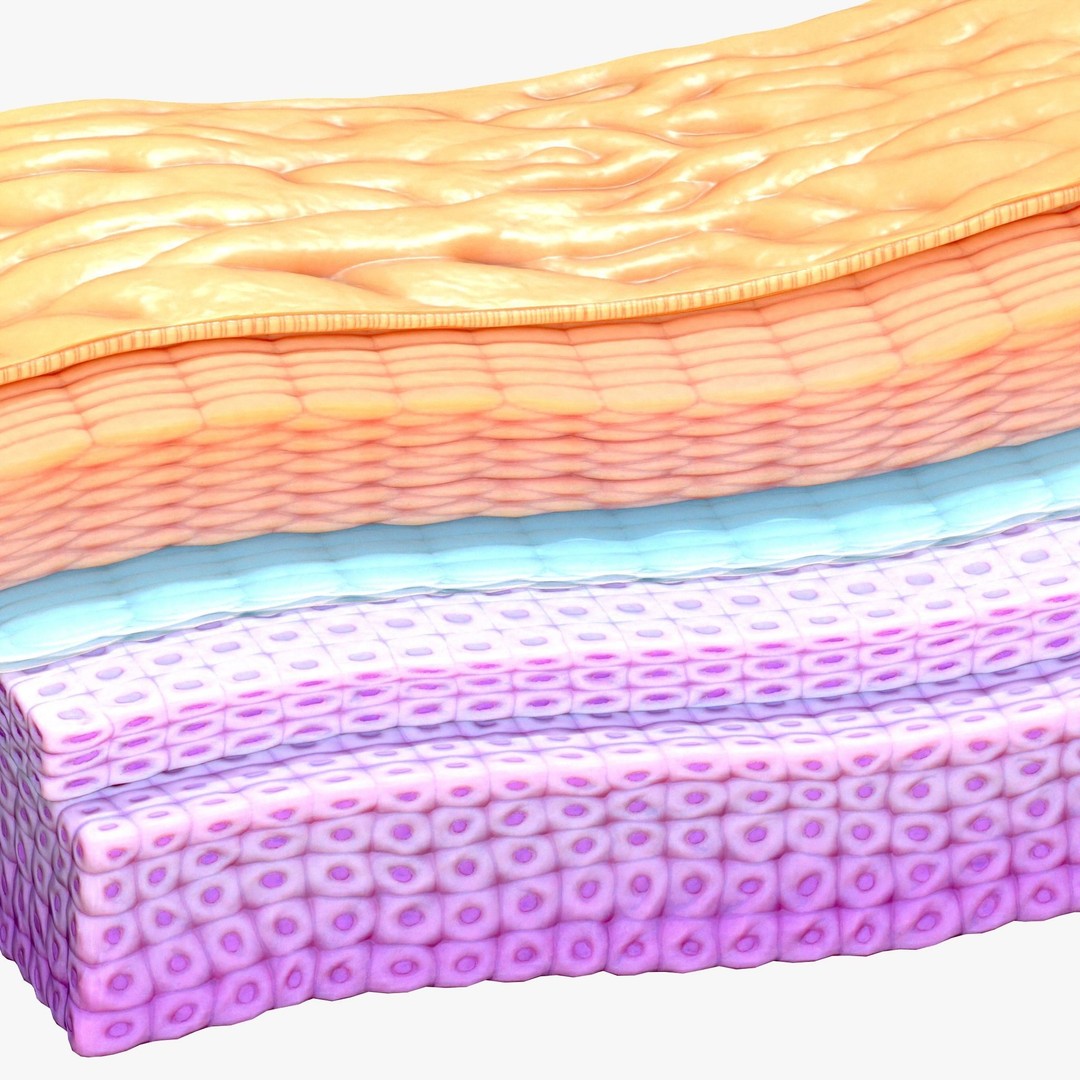 Epidermis Cross Section 3D Model – High Poly Scientific Asset, FBX, OBJ - View 4