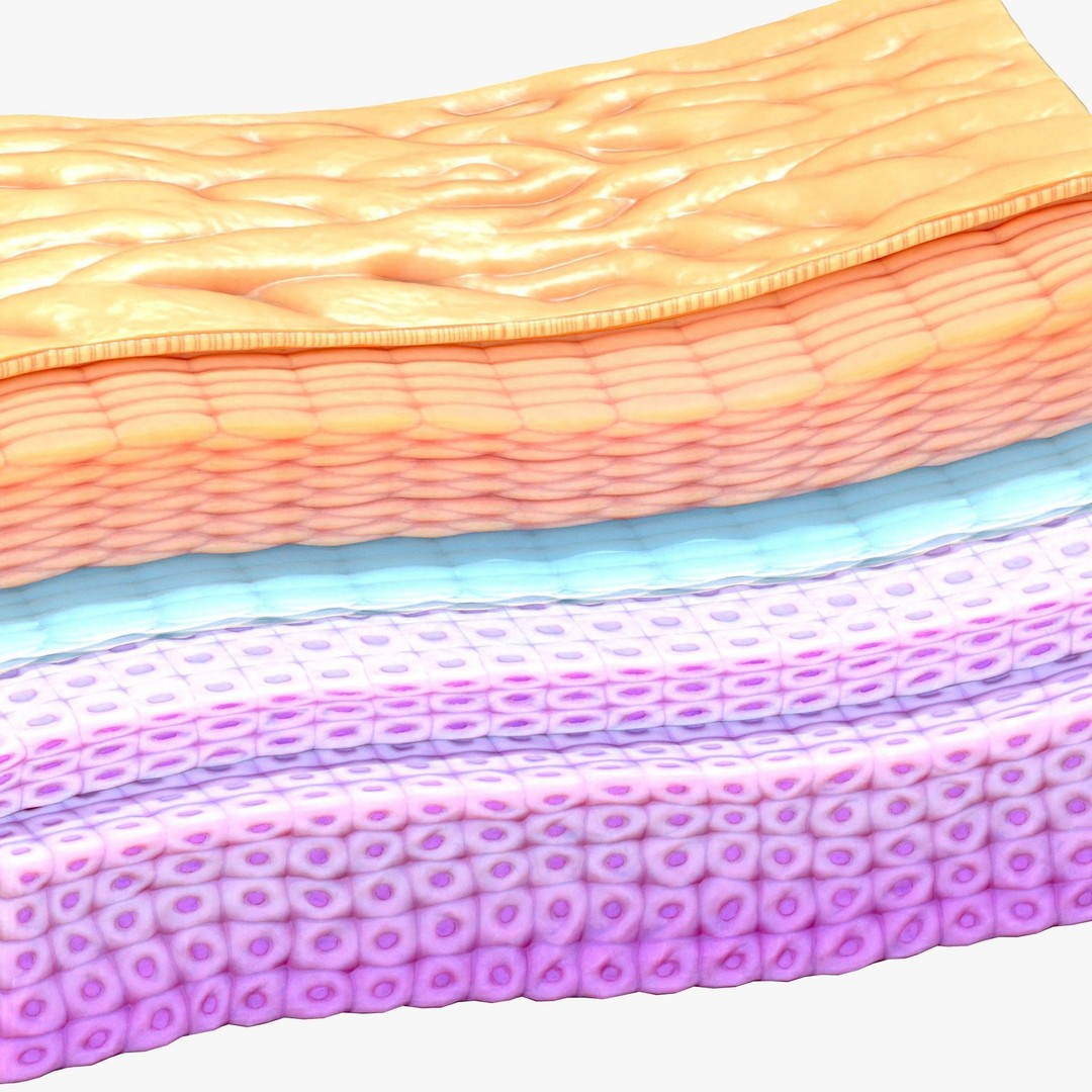 Epidermis Cross Section 3D Model – High Poly Scientific Asset, FBX, OBJ - View 5