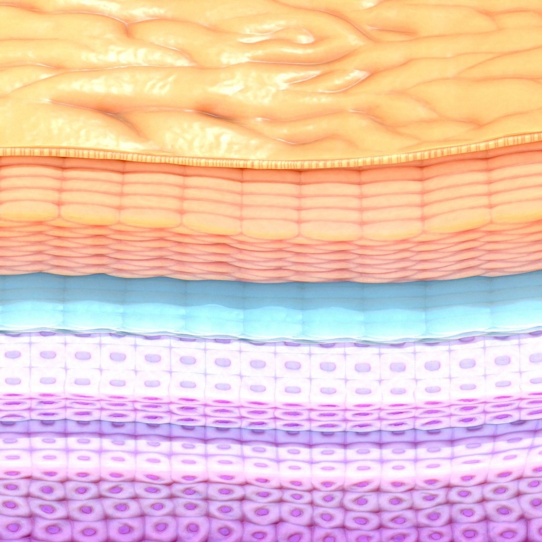 Epidermis Cross Section 3D Model – High Poly Scientific Asset, FBX, OBJ - View 6