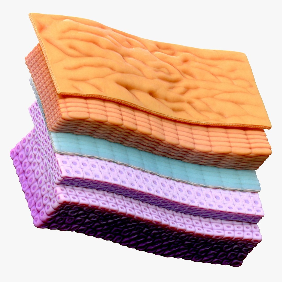 Epidermis Cross Section 3D Model – High Poly Scientific Asset, FBX, OBJ - View 7