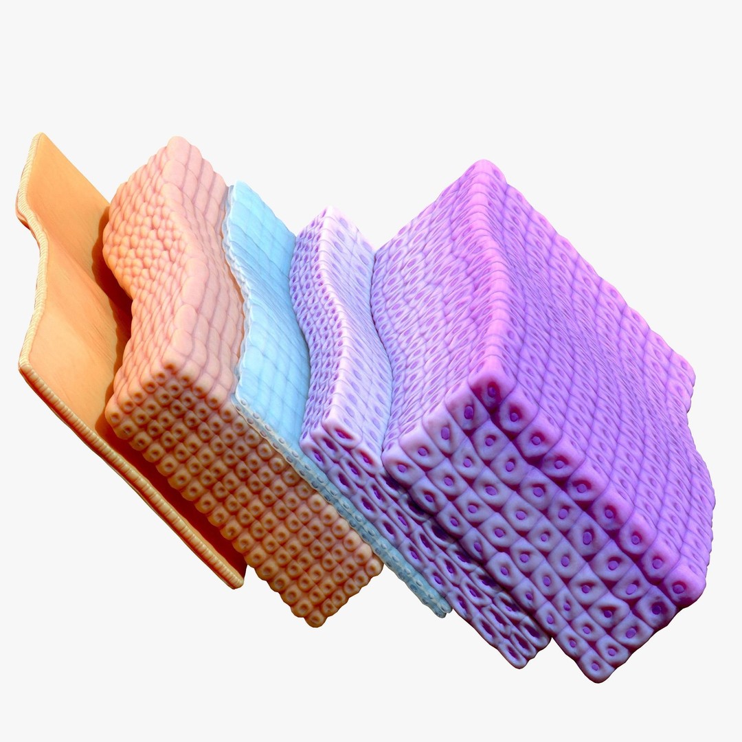 Epidermis Cross Section 3D Model – High Poly Scientific Asset, FBX, OBJ - View 8