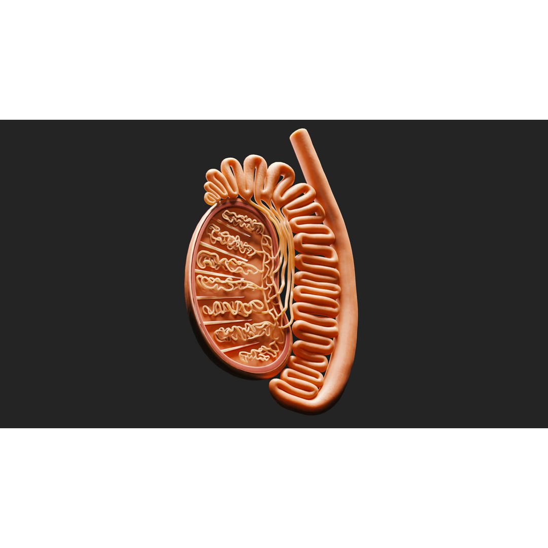 Male Testicles Anatomy 3D Model – PBR Game-Ready Asset, FBX, OBJ