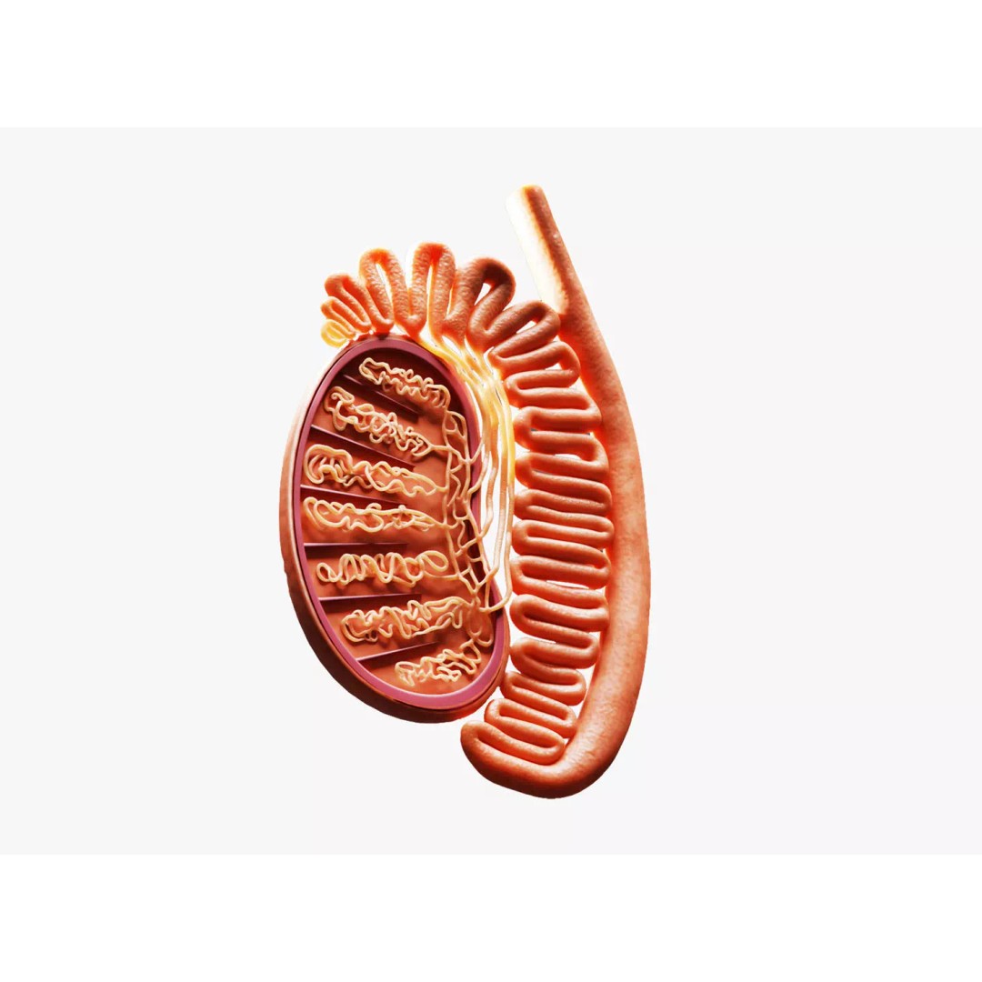 Male Testicles Anatomy 3D Model – PBR Game-Ready Asset, FBX, OBJ - View 2
