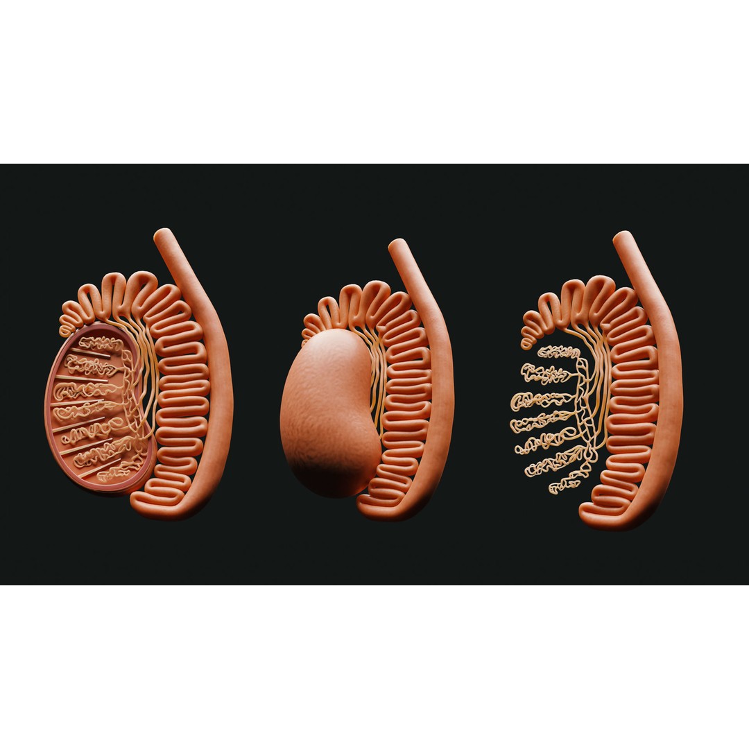Male Testicles Anatomy 3D Model – PBR Game-Ready Asset, FBX, OBJ - View 3