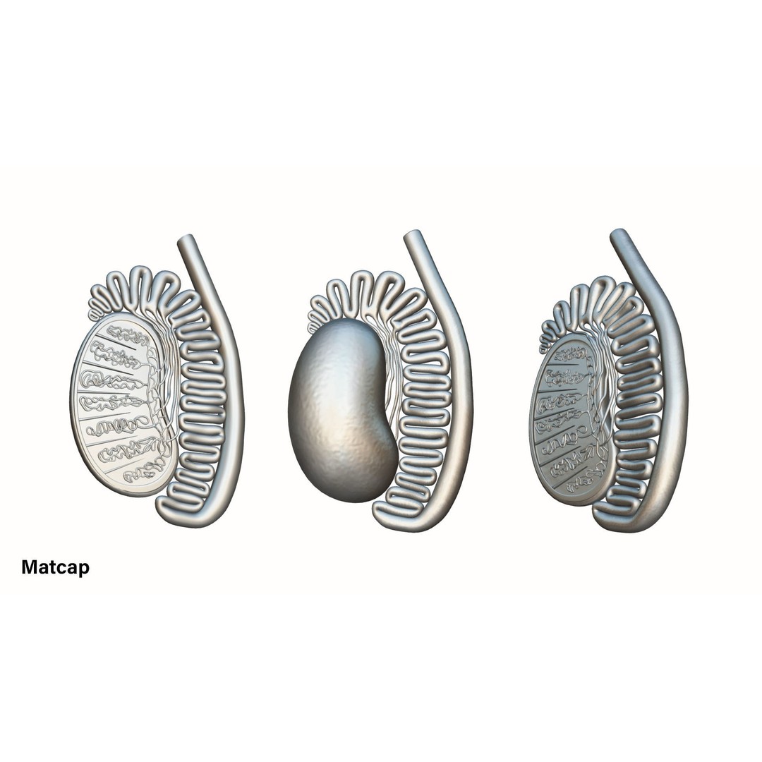 Male Testicles Anatomy 3D Model – PBR Game-Ready Asset, FBX, OBJ - View 4
