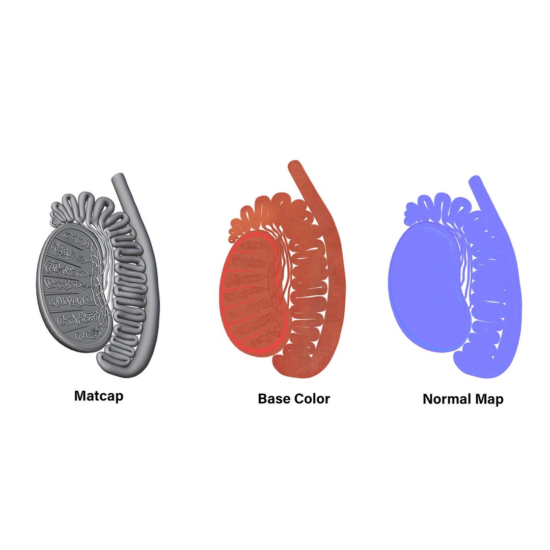 Male Testicles Anatomy 3D Model – PBR Game-Ready Asset, FBX, OBJ - View 5