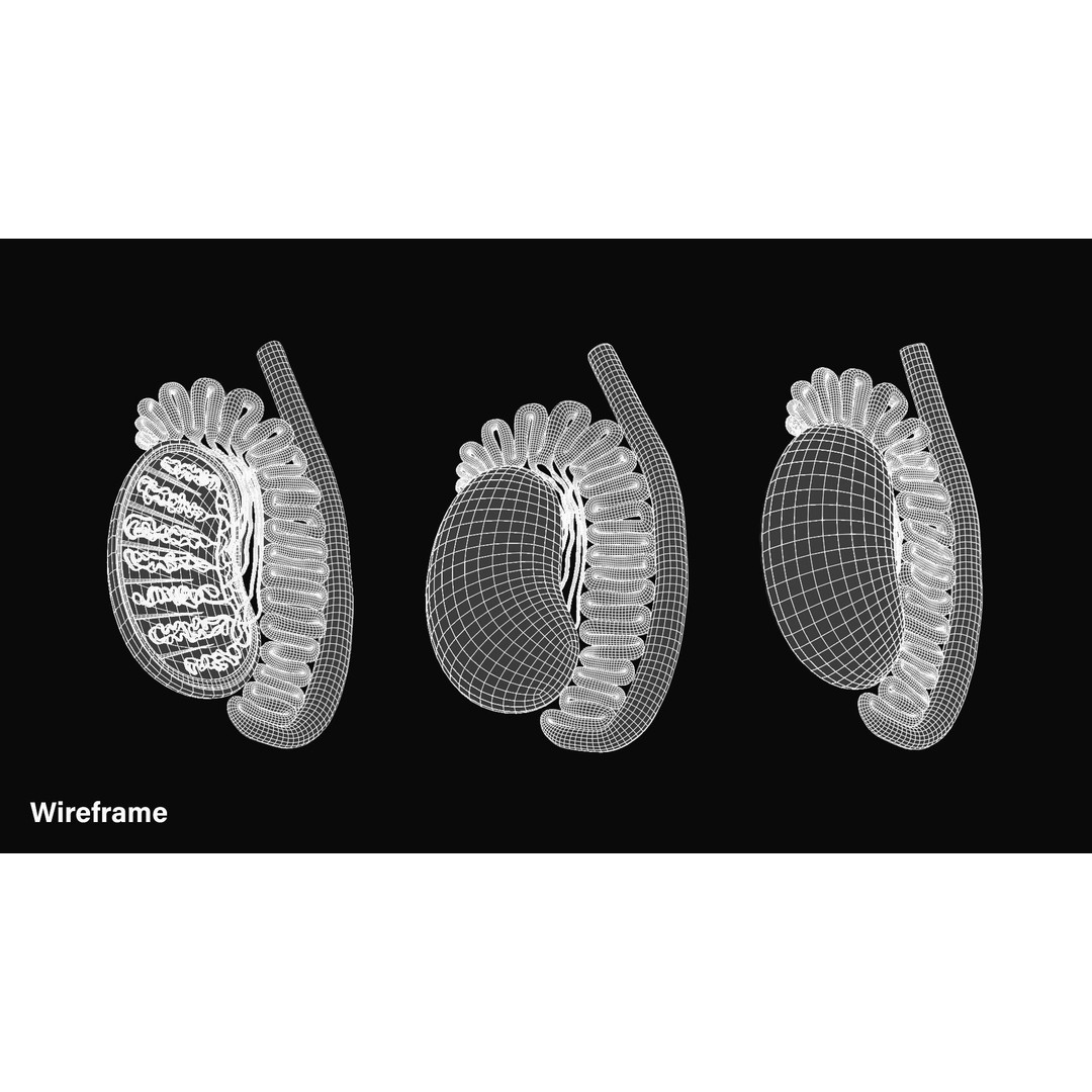 Male Testicles Anatomy 3D Model – PBR Game-Ready Asset, FBX, OBJ - View 6