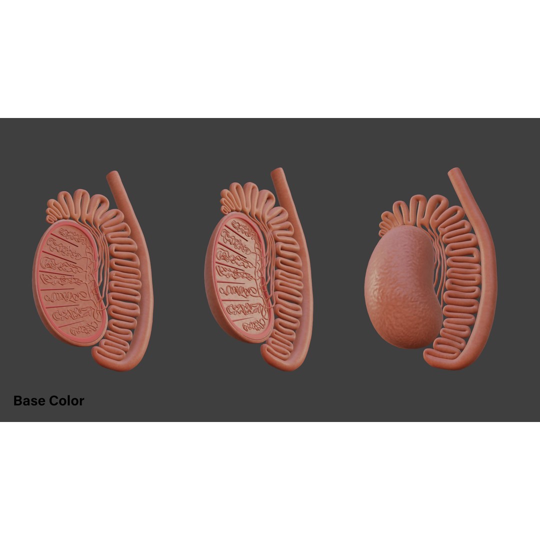 Male Testicles Anatomy 3D Model – PBR Game-Ready Asset, FBX, OBJ - View 9